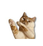 デカCAT（個別スタンプ：4）
