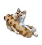 デカCAT（個別スタンプ：5）