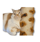 デカCAT（個別スタンプ：6）