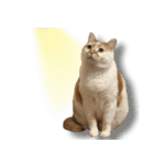 デカCAT（個別スタンプ：7）