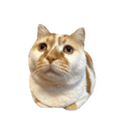 デカCAT（個別スタンプ：8）