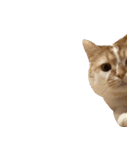 デカCAT（個別スタンプ：9）