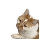 デカCAT（個別スタンプ：10）