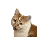 デカCAT（個別スタンプ：11）