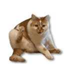 デカCAT（個別スタンプ：12）