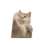デカCAT（個別スタンプ：14）