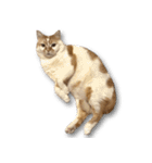 デカCAT（個別スタンプ：15）