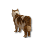 デカCAT（個別スタンプ：16）