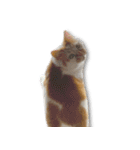 デカCAT（個別スタンプ：18）