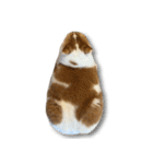 デカCAT（個別スタンプ：20）