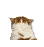 デカCAT（個別スタンプ：21）