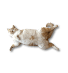 デカCAT（個別スタンプ：22）