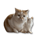 デカCAT（個別スタンプ：25）