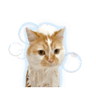 デカCAT（個別スタンプ：27）