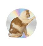 デカCAT（個別スタンプ：28）