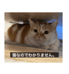 デカCAT（個別スタンプ：31）