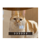 デカCAT（個別スタンプ：32）