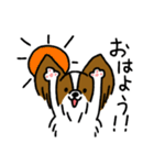パピヨンのスタンプだよ3（個別スタンプ：1）