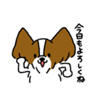 パピヨンのスタンプだよ3（個別スタンプ：3）