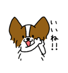 パピヨンのスタンプだよ3（個別スタンプ：11）