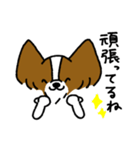 パピヨンのスタンプだよ3（個別スタンプ：13）
