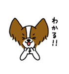 パピヨンのスタンプだよ3（個別スタンプ：15）