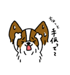 パピヨンのスタンプだよ3（個別スタンプ：25）