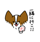 パピヨンのスタンプだよ3（個別スタンプ：29）