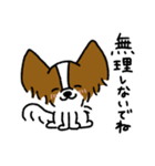 パピヨンのスタンプだよ3（個別スタンプ：34）