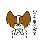 パピヨンのスタンプだよ3（個別スタンプ：36）