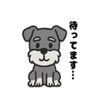 ほのぼのシュナウザーの日常スタンプ（個別スタンプ：11）