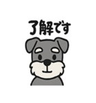 ほのぼのシュナウザーの日常スタンプ（個別スタンプ：12）