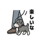 ほのぼのシュナウザーの日常スタンプ（個別スタンプ：13）