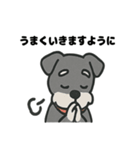 ほのぼのシュナウザーの日常スタンプ（個別スタンプ：31）