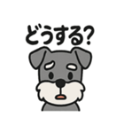 ほのぼのシュナウザーの日常スタンプ（個別スタンプ：36）