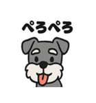 ほのぼのシュナウザーの日常スタンプ（個別スタンプ：40）
