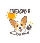 うちのイヌなど(コーギー)ver.ハク（個別スタンプ：3）