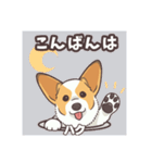 うちのイヌなど(コーギー)ver.ハク（個別スタンプ：4）