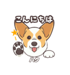 うちのイヌなど(コーギー)ver.ハク（個別スタンプ：5）