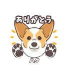 うちのイヌなど(コーギー)ver.ハク（個別スタンプ：6）