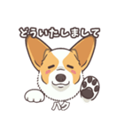 うちのイヌなど(コーギー)ver.ハク（個別スタンプ：7）