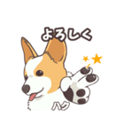 うちのイヌなど(コーギー)ver.ハク（個別スタンプ：8）