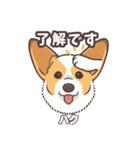 うちのイヌなど(コーギー)ver.ハク（個別スタンプ：9）