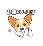うちのイヌなど(コーギー)ver.ハク（個別スタンプ：13）