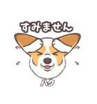 うちのイヌなど(コーギー)ver.ハク（個別スタンプ：14）