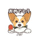 うちのイヌなど(コーギー)ver.ハク（個別スタンプ：17）