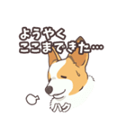 うちのイヌなど(コーギー)ver.ハク（個別スタンプ：31）