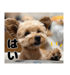 クマプーの茶々 2（個別スタンプ：1）