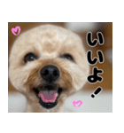 クマプーの茶々 2（個別スタンプ：2）