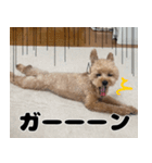 クマプーの茶々 2（個別スタンプ：3）